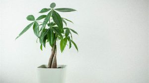 发财树用什么肥料最好