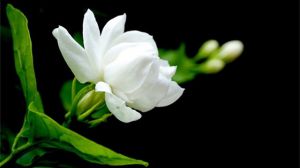 如何延长茉莉花期