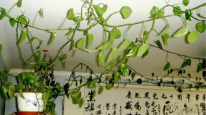 怎么养绿萝让它爬墙