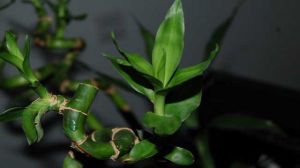 维c能帮助富贵竹生根吗