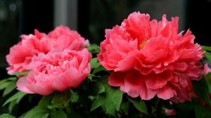 牡丹花夏天怎么养