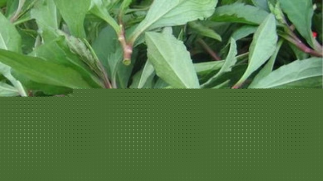 野菜种类有哪些 野菜种类有哪些
