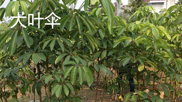 大叶伞和鹅掌柴有什么区别 大叶伞和鹅掌柴有什么区别