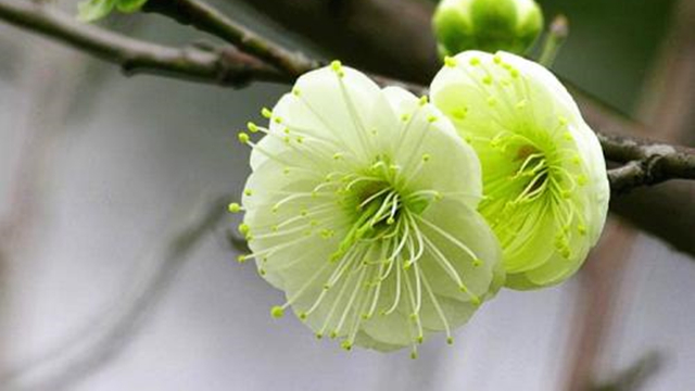 绿梅有哪些特征 绿梅有哪些特征