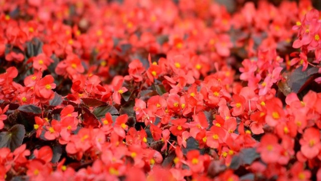红梅花和海棠花的区别 红梅花和海棠花的区别