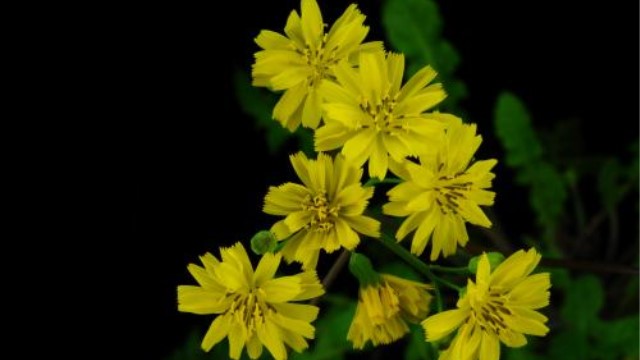 黄鹌菜与蒲公英的区别 黄鹌菜与蒲公英的区别