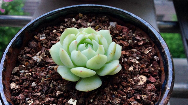 静夜和甘草船长的区别 静夜和甘草船长的区别