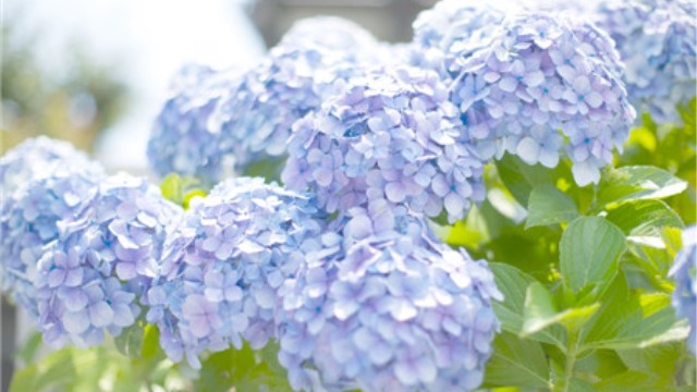龙船花和绣球花的区别 龙船花和绣球花的区别