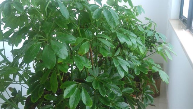 元宝树和幸福树的区别 元宝树和幸福树的区别