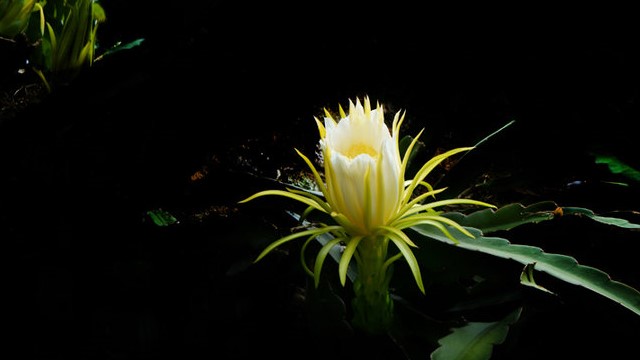 霸王花的功效 霸王花的功效