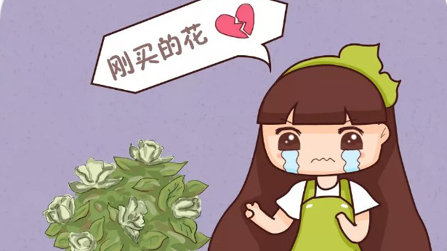 花骗子最爱卖的花,不是假花就是死苗,全是坑! 花骗子最爱卖的花,不是假花就是死苗,全是坑!