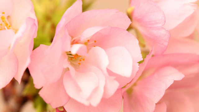 红叶李花与樱花的区别 红叶李花与樱花的区别