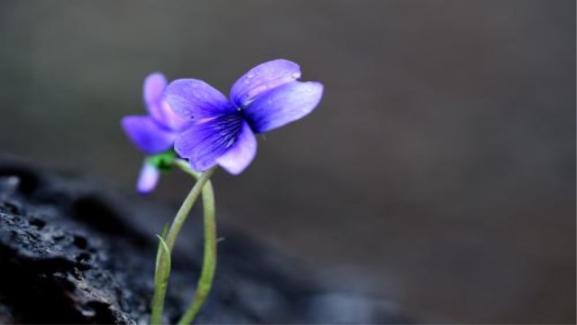堇菜和紫花地丁的区别 堇菜和紫花地丁的区别