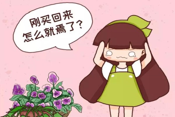 刚买的花这么养,盆盆爆开,咋折腾都不死! 刚买的花这么养,盆盆爆开,咋折腾都不死!