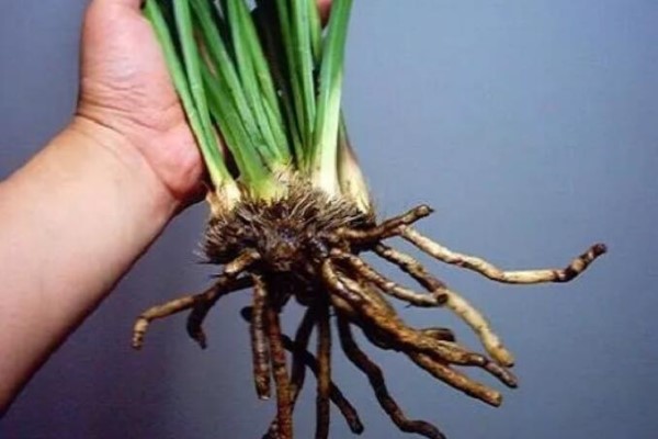给花喝点这个水,10年不烂根,小芽蹭蹭冒! 给花喝点这个水,10年不烂根,小芽蹭蹭冒!