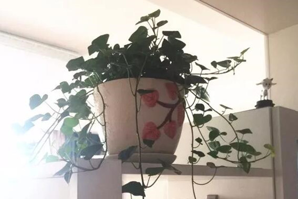客厅卧室…1个角落摆上1盆花,邻居朋友羡慕得眼红,纷纷模仿! 客厅卧室…1个角落摆上1盆花,邻居朋友羡慕得眼红,纷纷模仿!