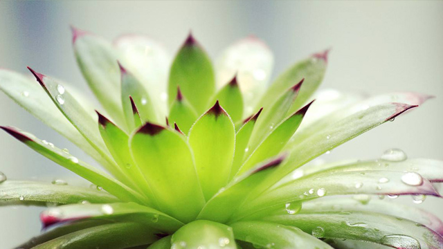 观音莲与红缘莲花掌的区别 观音莲与红缘莲花掌的区别