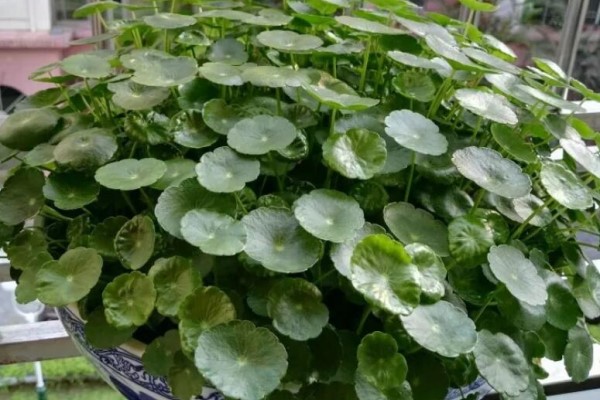 秋天盆底垫点它,花养30年都根系粗壮,叶片浓绿,开花不停! 秋天盆底垫点它,花养30年都根系粗壮,叶片浓绿,开花不停!