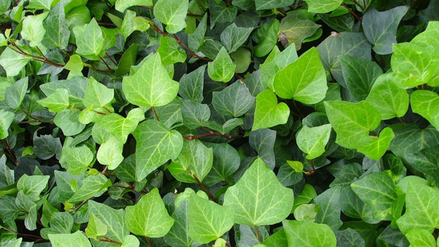 绿玉菊和常春藤的区别 绿玉菊和常春藤的区别