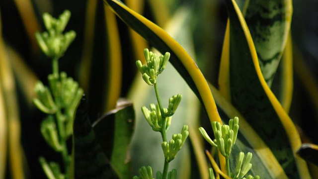 阳台种植什么植物好 阳台种植什么植物好