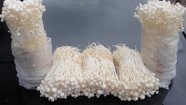 金针菇种植方法 金针菇种植方法