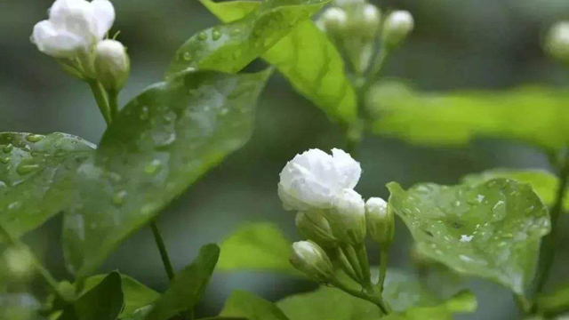 黄木香花和茉莉花的区别 黄木香花和茉莉花的区别