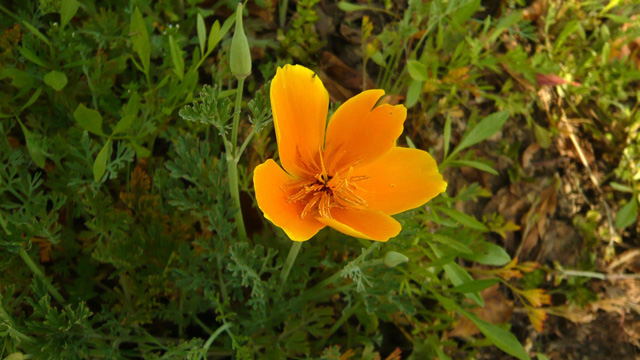 硫华菊和花菱草有什么区别 硫华菊和花菱草有什么区别