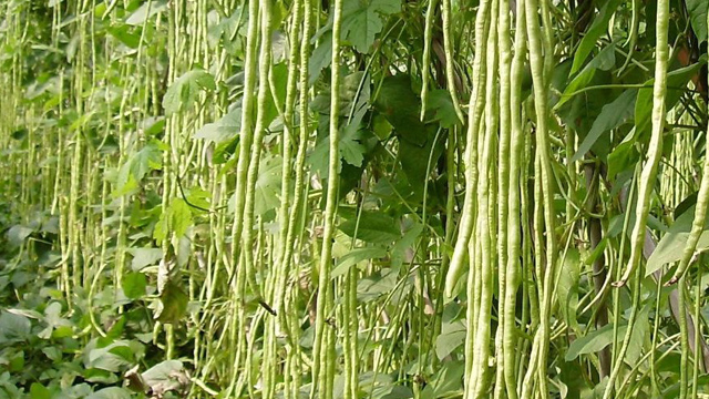 四季豆和豆角与什么区别 四季豆和豆角与什么区别