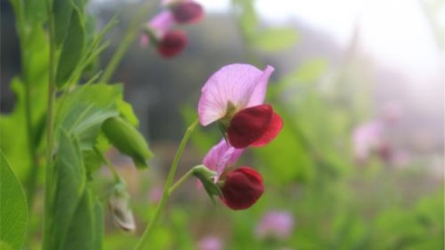 甜豆和荷兰豆区别 甜豆和荷兰豆区别