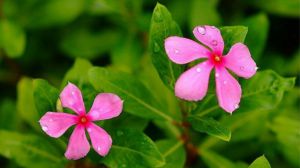 长春花适合室内养吗