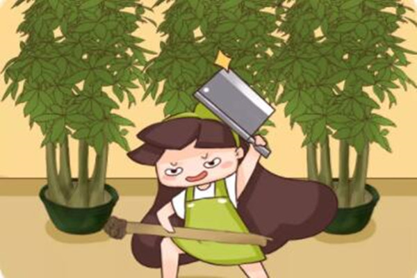 你扔掉的花,被我一顿砍,疯狂冒芽,一个月绿油油! 你扔掉的花,被我一顿砍,疯狂冒芽,一个月绿油油!