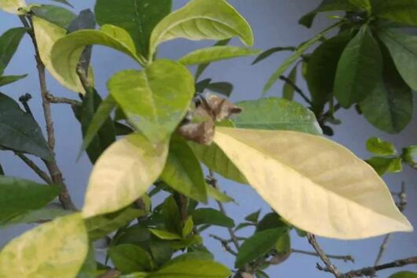 养花常见的12种病症,一招救治,还不快收藏起来! 养花常见的12种病症,一招救治,还不快收藏起来!