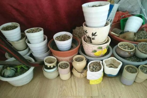 致这个夏天,被我们养死的花,养花坑里还要再跳100回! 致这个夏天,被我们养死的花,养花坑里还要再跳100回!