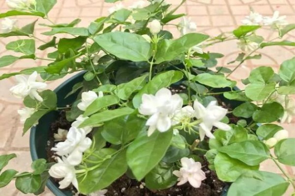 给花吃个鸡蛋,长得嗷嗷旺,叶子绿得冒油! 给花吃个鸡蛋,长得嗷嗷旺,叶子绿得冒油!