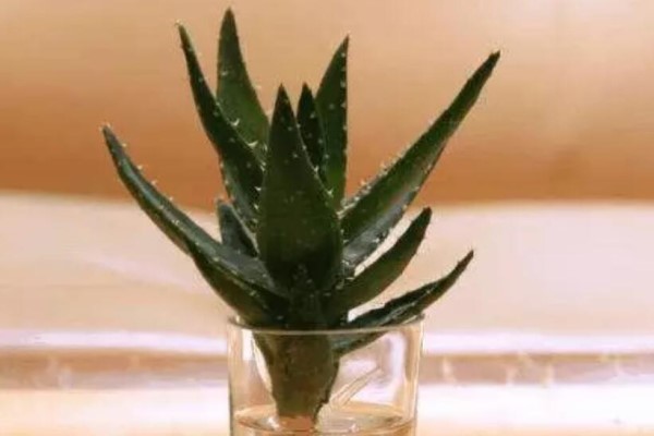 水培烂根一招全消灭,叶子绿得能滴油! 水培烂根一招全消灭,叶子绿得能滴油!
