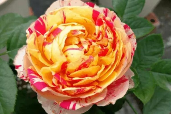 这3种花,家里要是有1棵,给100万都不卖! 这3种花,家里要是有1棵,给100万都不卖!