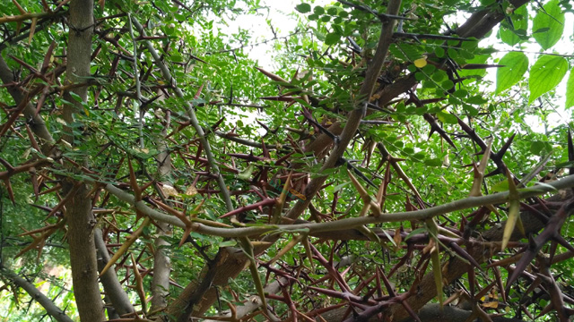 皂角刺与皂刺区别 皂角刺与皂刺区别