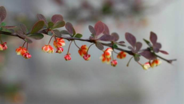 紫叶小檗和红花檵木的区别 紫叶小檗和红花檵木的区别