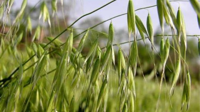小麦和燕麦的区别 小麦和燕麦的区别