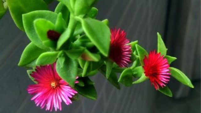 牡丹吊兰和白花紫露草的区别 牡丹吊兰和白花紫露草的区别
