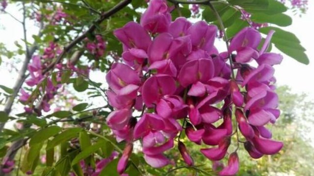 毛刺槐和香花槐区别 毛刺槐和香花槐区别