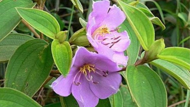 毛菍与山菍区别 毛菍与山菍区别