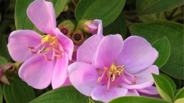 毛菍与野牡丹的区别 毛菍与野牡丹的区别
