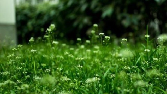 葶苈子与荠菜的区别 葶苈子与荠菜的区别