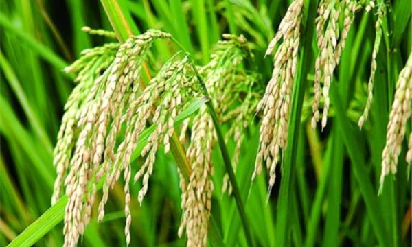 小麦和水稻的区别 小麦和水稻的区别
