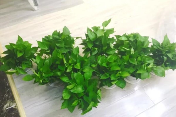 甲醛能潜伏15年,赶紧放盆吸毒花,全家老小都受益! 甲醛能潜伏15年,赶紧放盆吸毒花,全家老小都受益!