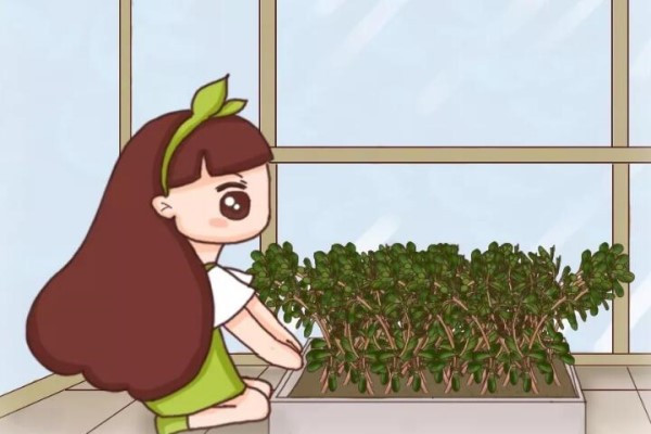 2平米的封闭阳台,竟然能种20种菜,一年都够吃了! 2平米的封闭阳台,竟然能种20种菜,一年都够吃了!
