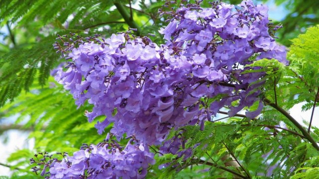 蓝花楹与凤凰木区别 蓝花楹与凤凰木区别