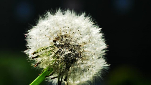 苦菊和蒲公英的区别 苦菊和蒲公英的区别