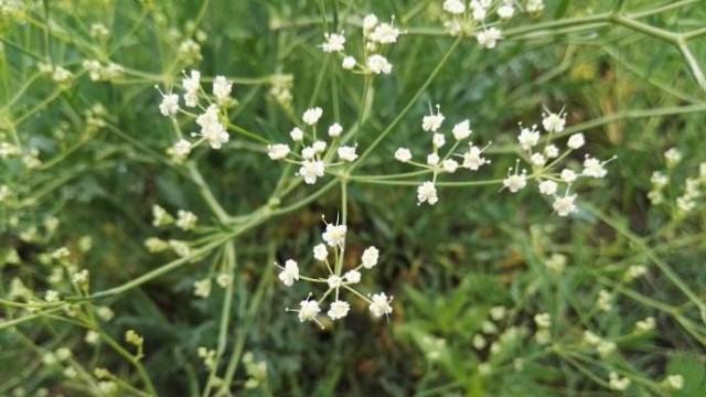 防风与桂枝有什么区别 防风与桂枝有什么区别